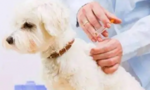 狗狗拉稀可以打疫苗吗有影响吗