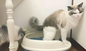 猫咪趴厕所是为什么