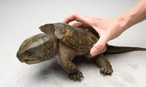 野生鹰嘴龟最大的有多少斤