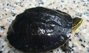 安布闭壳龟爆壳图片