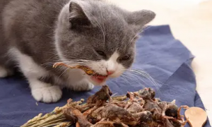 网上的鹌鹑能给猫咪吃吗