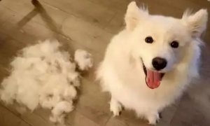狗狗为什么在家会掉毛
