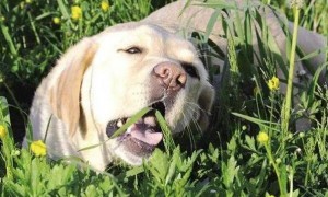 狗狗为什么总是要吃草呢