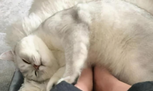 为什么猫咪会在脚边睡