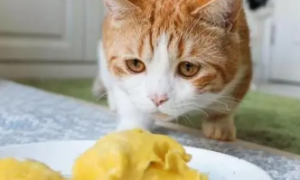 猫为什么能吃榴莲的原因