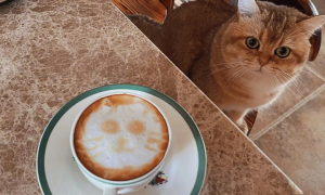 为什么猫咪喜欢咖啡味道