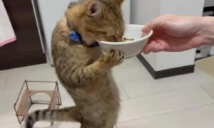 猫咪吃饭为什么不能竖着抱着