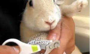宠物兔指甲怎么剪