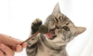 猫咪乱咬东西的原因是什么