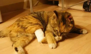 为什么猫咪受伤后不回家了