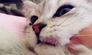 猫咪为什么患口腔炎呢