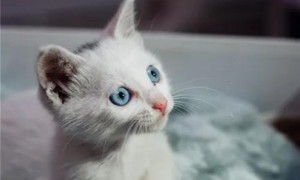 为什么猫咪不喜欢洗澡