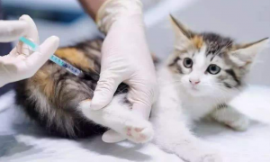 猫咪为什么要打疫苗