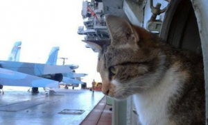 为什么军舰上都会养猫咪呢