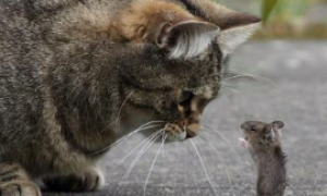 猫吃老鼠为什么不出血