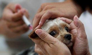 犬五联苗的注射方法