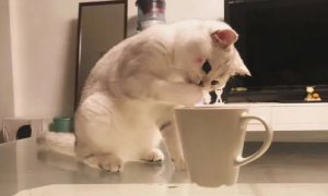 猫咪为什么偷喝雪碧呢