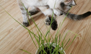猫草冬天怎么种