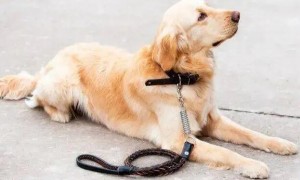 训练狗狗需要拴着吗为什么呢