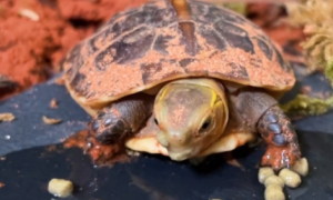 草龟一天吃多少龟粮