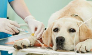 狗狗为什么都会有血栓呢