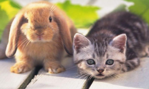 为什么猫咪不怕动兔子