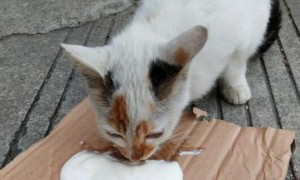 猫咪喝酸奶拉稀死了