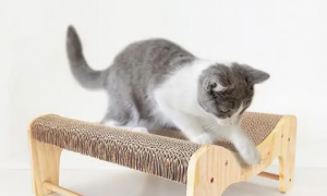 怎么让猫学会猫抓板