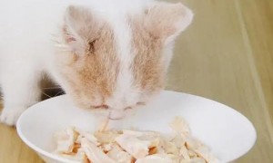 猫咪吃鸡肉好不好