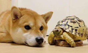 看见狗与立起来乌龟
