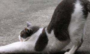 猫咪后腿为什么弓起来了呢
