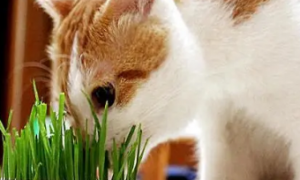 猫咪特别想吃猫草