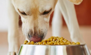 如何把狗粮做成颗粒粮食