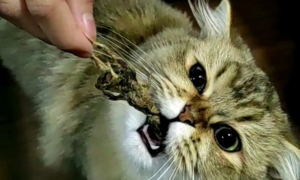 给猫吃虾好还是鹌鹑好