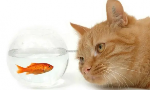 猫为什么喜欢趴在鱼缸边睡觉