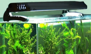 鱼缸水草要用哪种灯才能光合作用