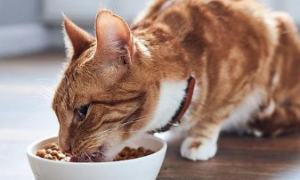 猫咪吃面条拉稀怎么回事