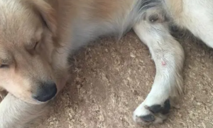 狗狗为什么一直在咬自己腿