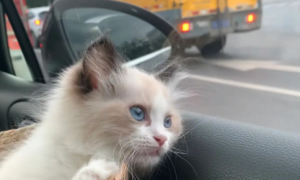 为什么猫咪坐车很乖巧