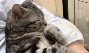 猫咪靠你肩膀睡觉是为什么原因