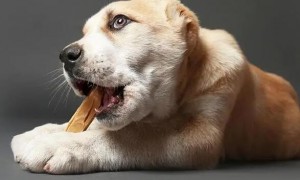 狗狗为什么吃骨头