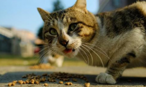 为什么猫咪吃不饱还打嗝怎么回事