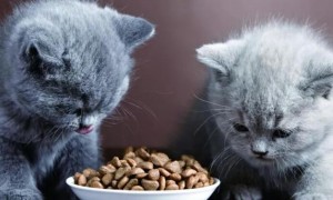 为什么有人不让猫咪吃东西呢