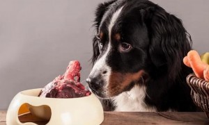 狗吃生肉拉稀正常吗