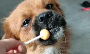 狗狗能不能吃鹿角糖