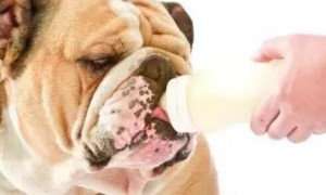 狗狗为什么不愿意喝羊奶粉呢