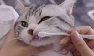 猫咪还要洗牙吗为什么呢