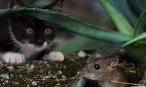 家里养猫老鼠会走吗