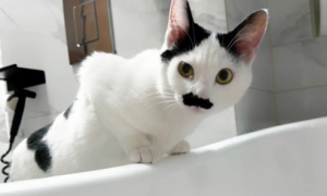 猫咪为什么要守着主人洗澡呢