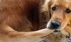 狗狗为什么咬自己的毛